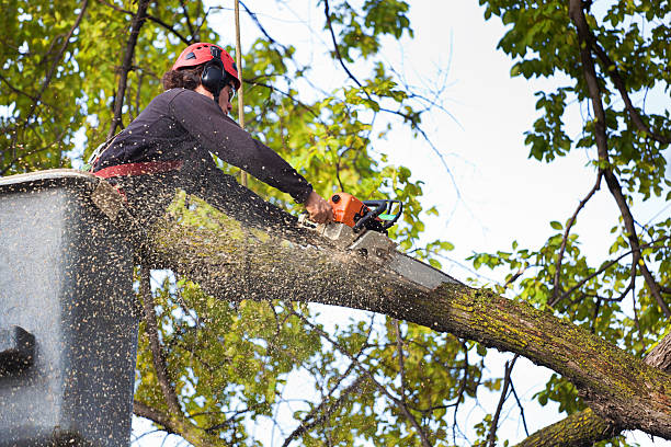 Best Tree Trimming and Pruning  in Rkville, PA